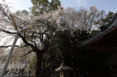 八幡様の枝垂れ桜
