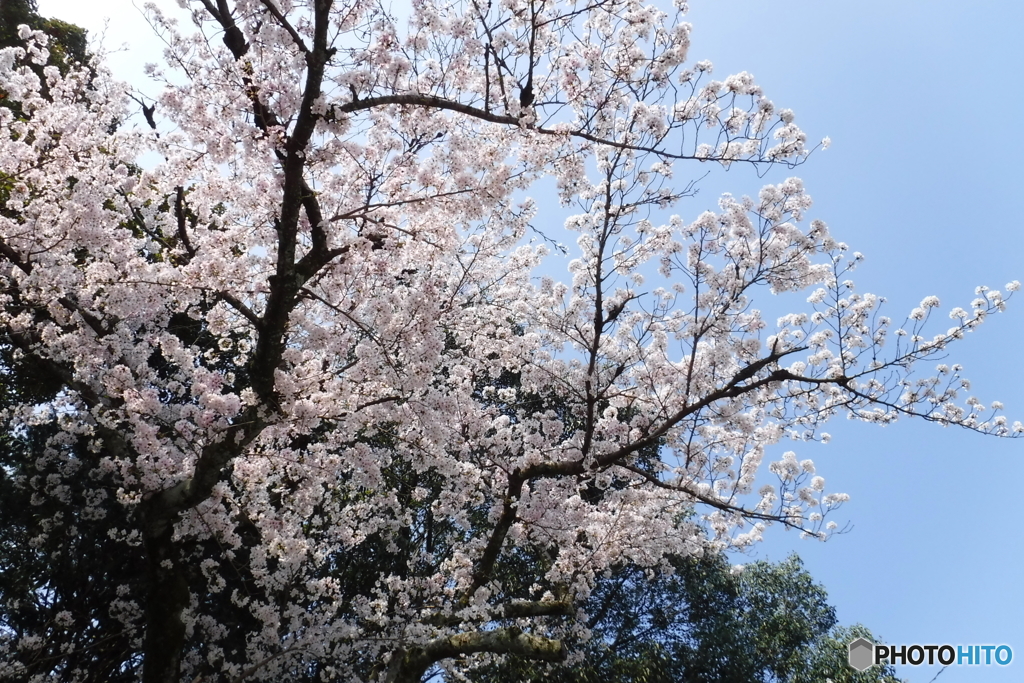 DSCF0617-1