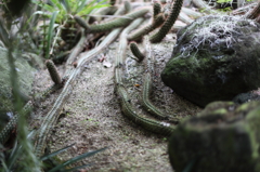 地を這う
