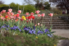 TULIP