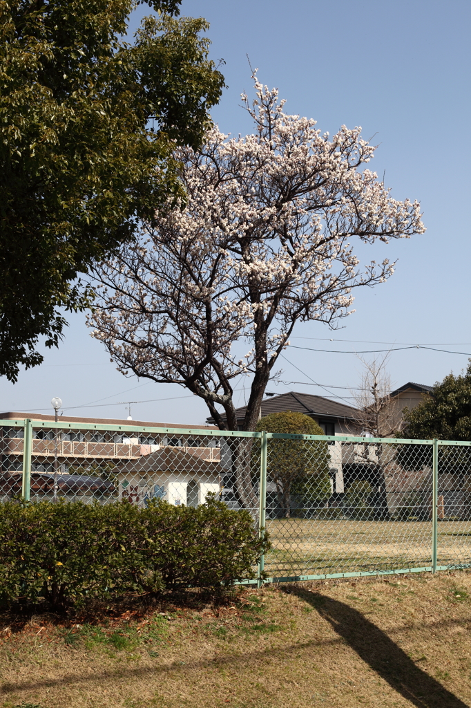 春の佇まい