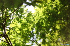 新緑