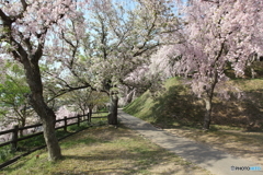 幸田の桜