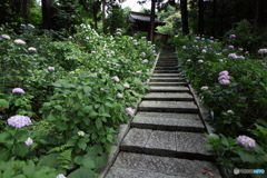 あじさい寺の石段