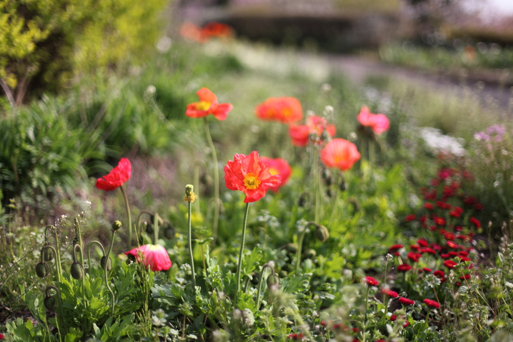 ひなげしの花