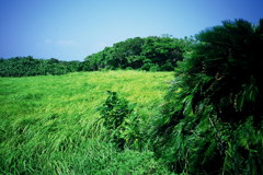 島の草原