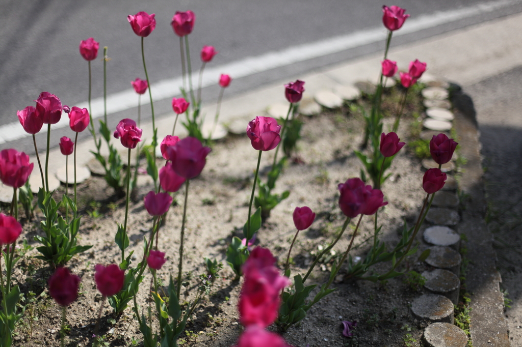 小さな花壇