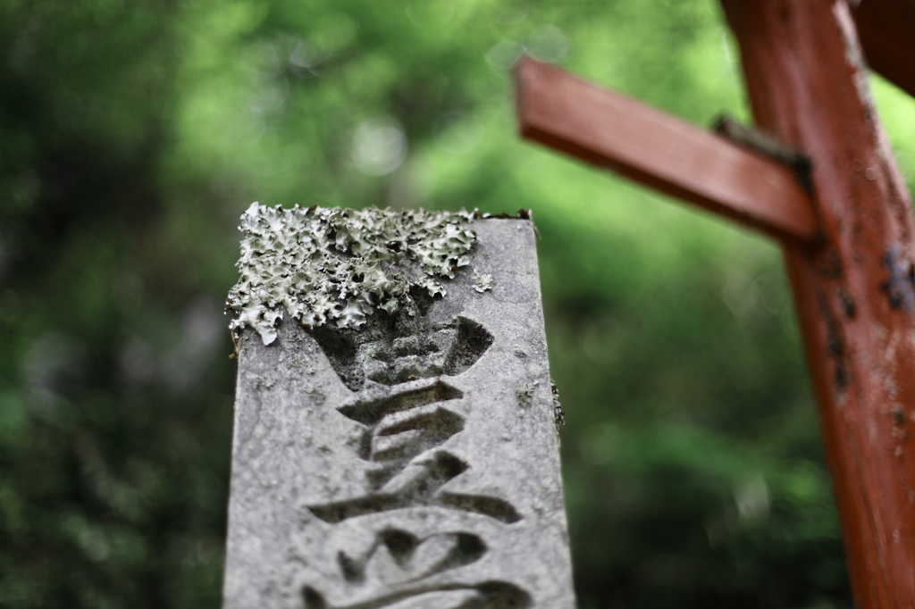 苔