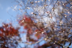 IMG_9238-1 紅葉と四季桜