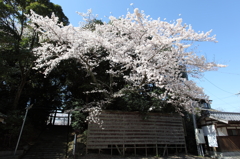 八幡様の桜