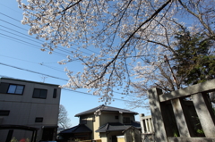 お向かいの桜
