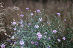 朝花