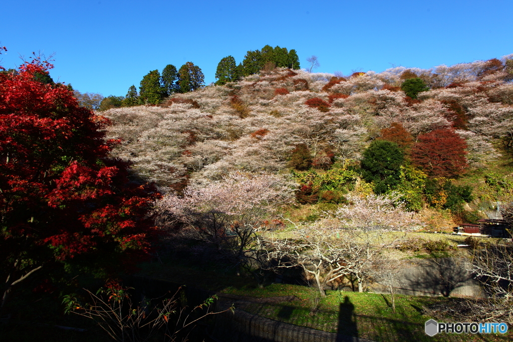 IMG_9362-1　四季桜の山