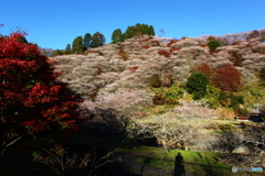 IMG_9362-1　四季桜の山