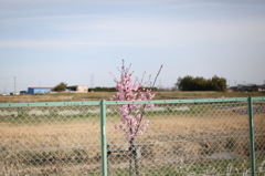 フェンスと桜