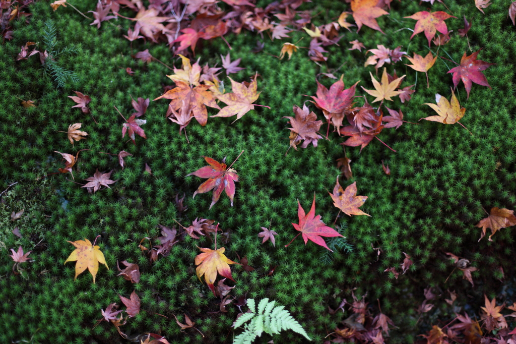 晩秋