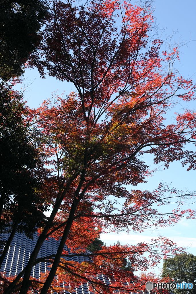 晩秋・犬山寂光院
