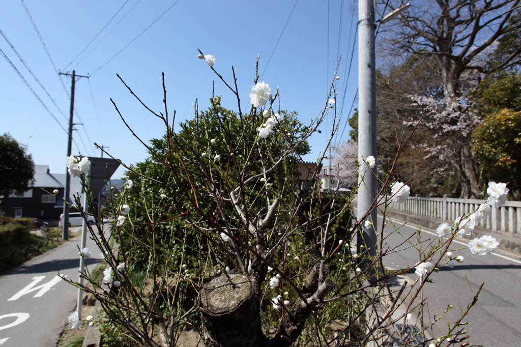 路傍の桜