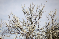白い春