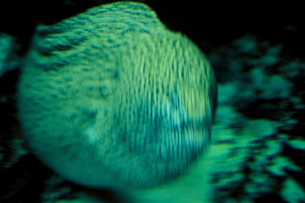 ウツボ