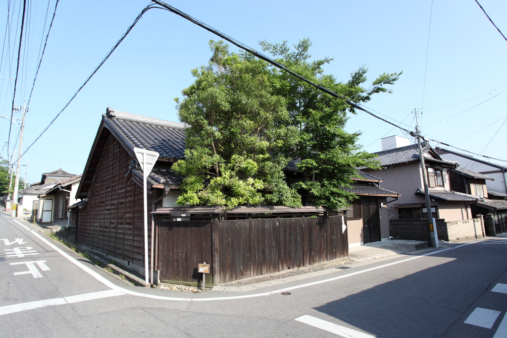 緑溢れる