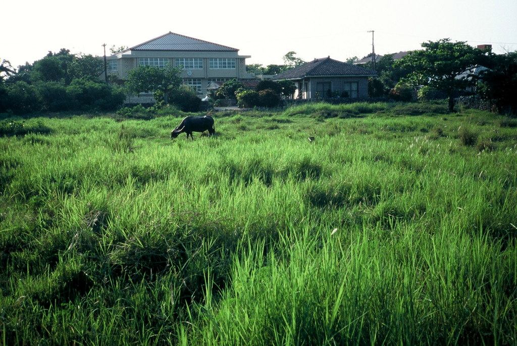 島の原っぱ