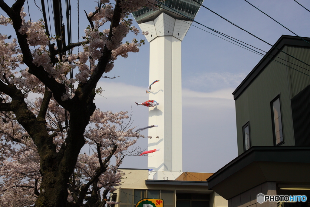 五稜郭の春