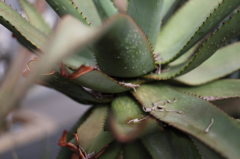 熱帯植物
