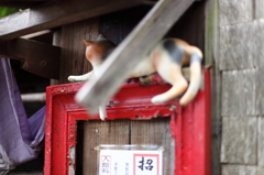 尾道の猫