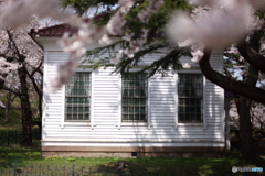 洋館と桜