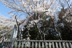 八幡様の桜　３