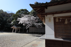 八幡様の桜　８