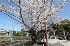 八幡様の桜　７