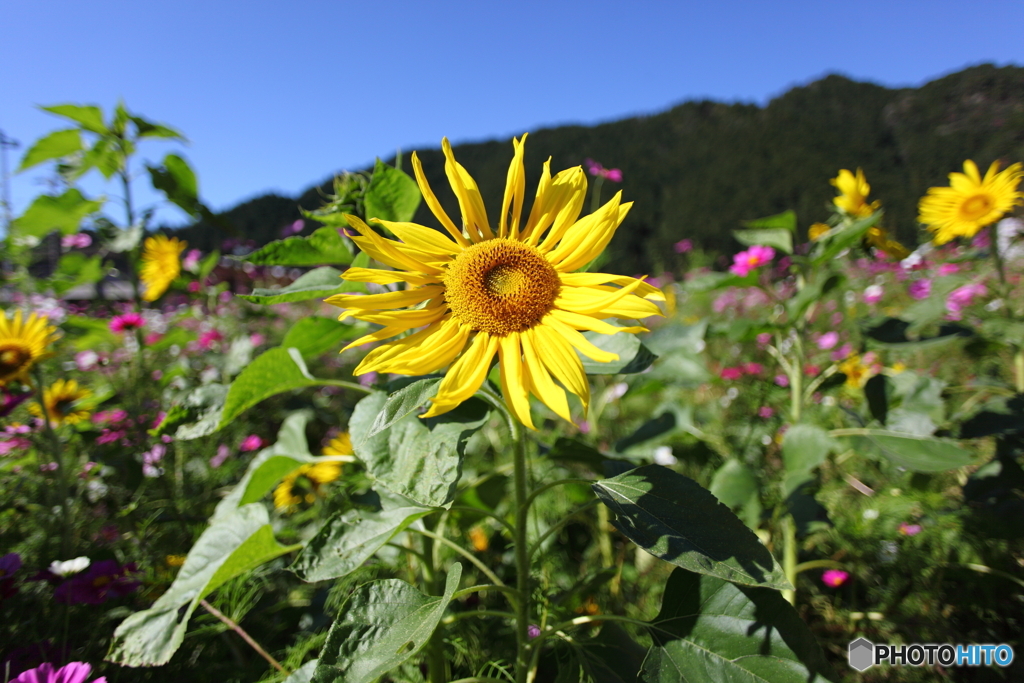 IMG_9293-1　秋のひまわり
