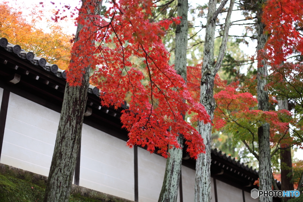 参道の紅葉