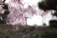 しだれ桜