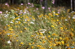 ヌークシオのお花畑