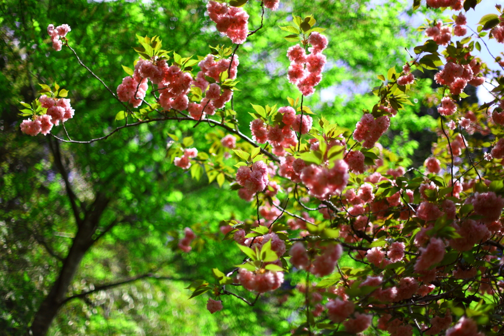 八重桜（２）