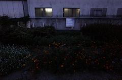 夜明け前の花園