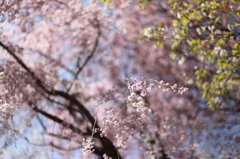 薄桃色の空に