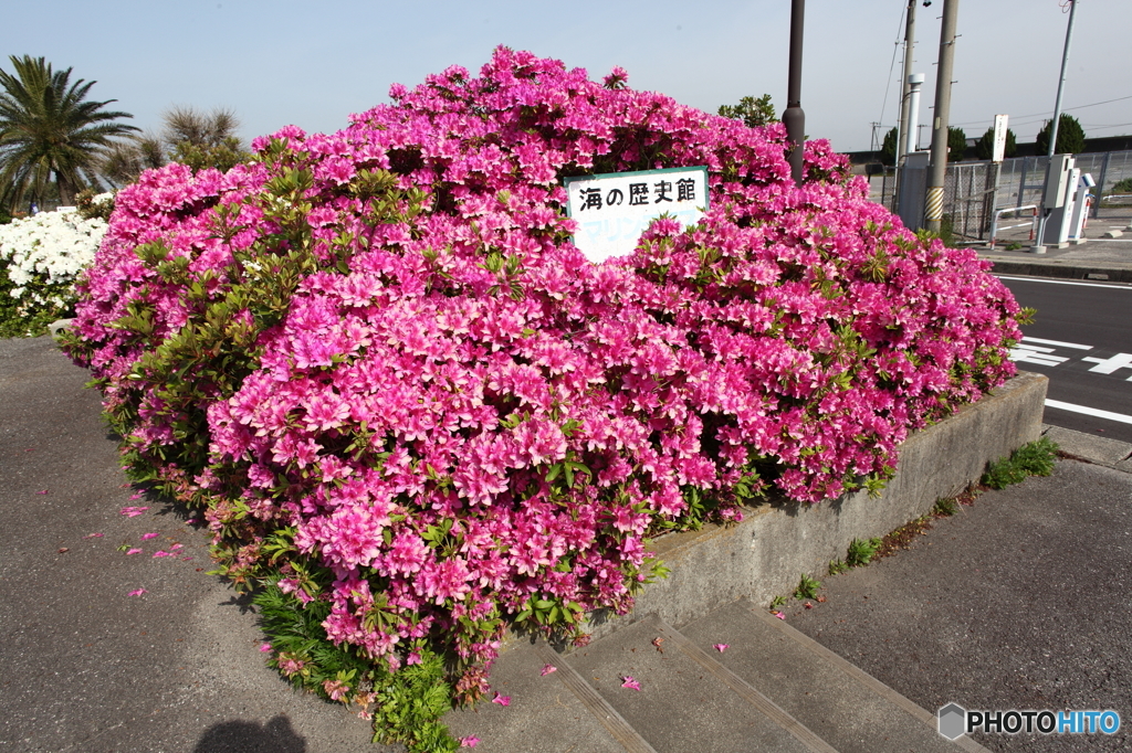 歴史館のツツジ