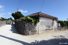 クワズイモのある家