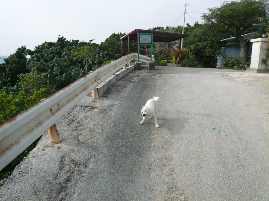 島の犬