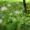 シャカの花咲く（２）