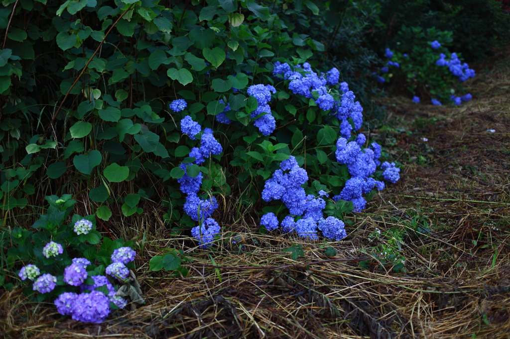 朝花