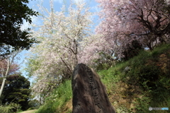 幸田の桜