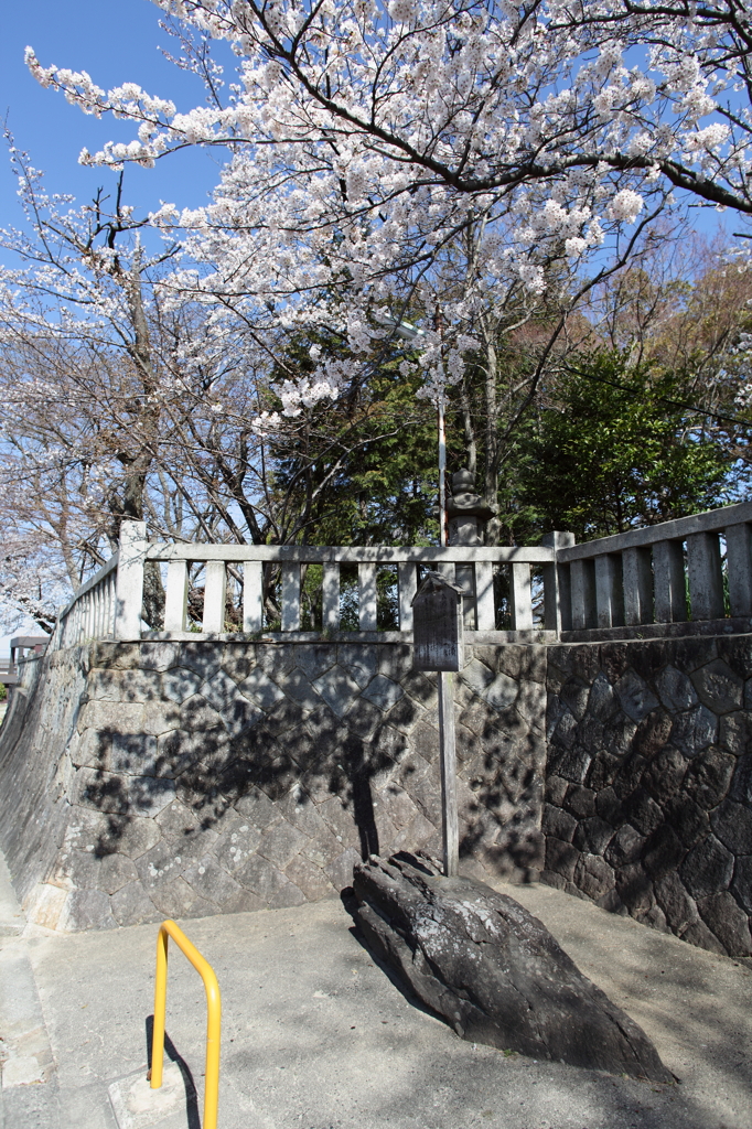 八幡様の桜　２