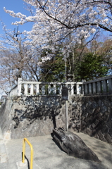 八幡様の桜　２