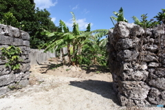 バナナのある風景２