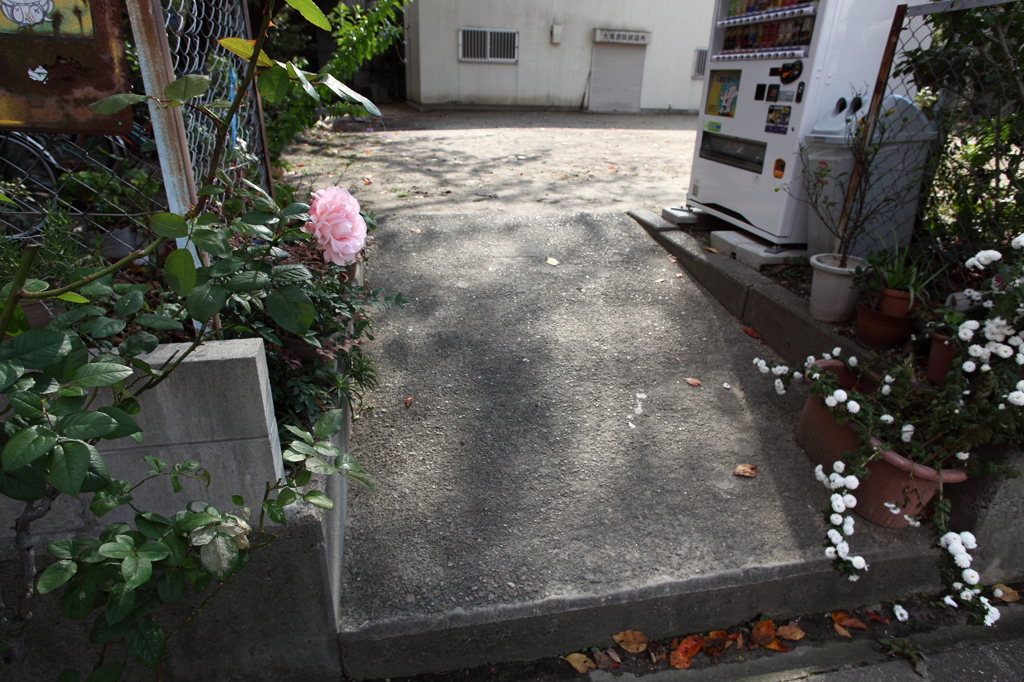 秋の日差し